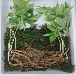 천년장뇌산삼8년근 5뿌리